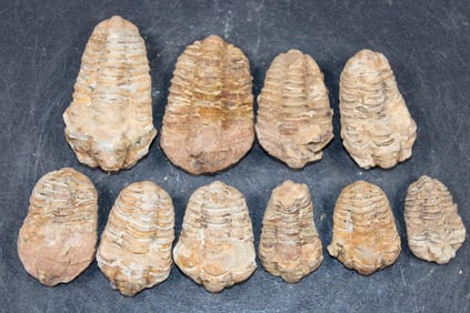 (10) TRILOBITE Fossils from Morocco (ONE$)