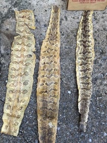 (3) Large RATTLESNAKE Hides or Skin and (1) Box of RATTLESNAKE SKINS and Pieces (ONE$)