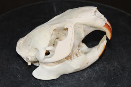 XL BEAVER Skull with All its Teeth