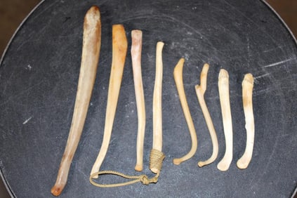 (8) Various Animal BACULUM Penile Bones (ONE$)
