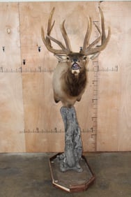 12-Point Bugling ELK Pedestal Mount with XL Brow Tines