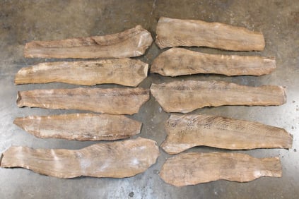(10) EEL Skins (ONE$)