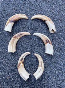 (6) WARTHOG Upper Tusks (ONE$)