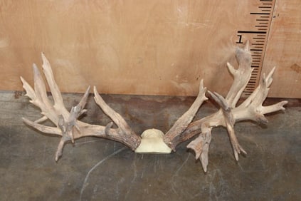 XL Reproduction WHITETAIL DEER Antler Rack on a Reproduction Skull Cap