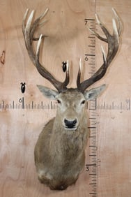14-Point RED STAG Shoulder Mount