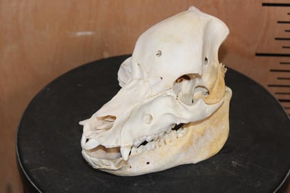 *Rarely Seen* Domestic POT BELLY PIG Skull