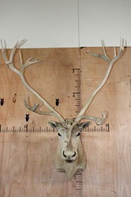 Big 33-Point CARIBOU Shoulder Mount