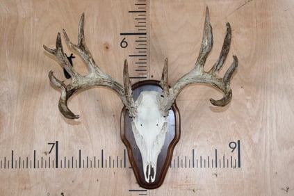 13-Point WHITETAIL DEER Skull on a Wooden Plaque