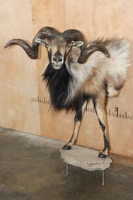 Big Half-body CORSICAN RAM on a Rock with Bolts-No Base