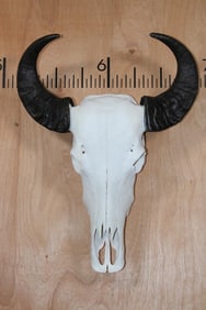 ASIAN WATER BUFFALO Skull with All its Teeth