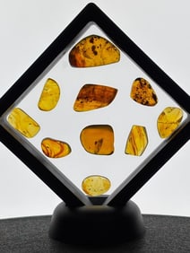 (10) Pieces of Fossilized AMBER with Multiple Insect Inclusions (ONE$)