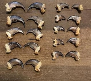 (20) Matching BLACK BEAR Claws. (10) Front Claws and (10) Rear Claws All from the Same Bear (ONE$)