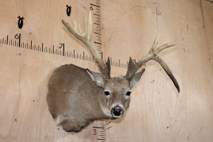 12-Point WHITETAIL DEER Shoulder Mount with a Drop Tine