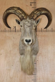 AOUDAD Shoulder Mount