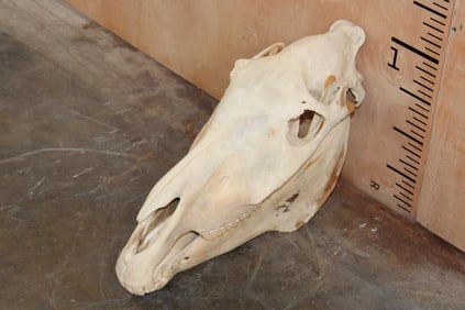 ZEBRA Skull with All its Teeth and a Removable Jaw