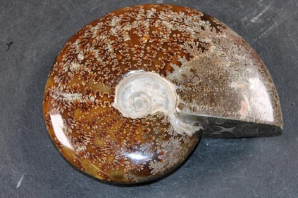 Big Whole Sutured and Polished AMMONITE Fossil