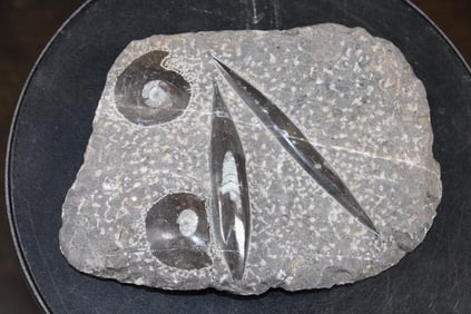 2 ORTHOCERAS and 2 AMMONITES in a Fossil Matrix