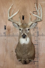 12-Point WHITETAIL DEER Shoulder Mount with a Heavy Rack