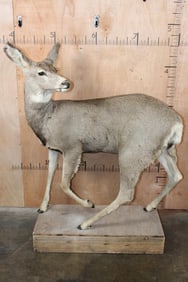 *Rarely Seen* Life-sized MULE DEER DOE on a Wood Base