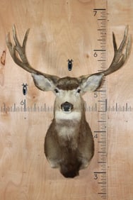 Big 10-Point MULE DEER Shoulder Mount
