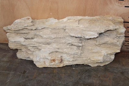 XL PETRIFIED WOOD Log
