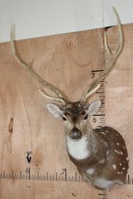 AXIS DEER Shoulder Mount with a Wide Rack