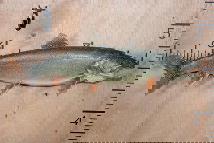 *Real Skin* LAKE TROUT Fish Mount