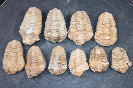 (10) TRILOBITE Fossils from Morocco (ONE$)