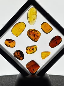 (10) Pieces of Fossilized AMBER with Multiple Insect Species Inclusions (ONE$)