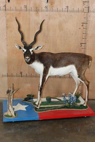 Big Life-sized BLACKBUCK on a Painted Wood Texas Flag Base with Wheels
