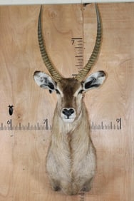 WATERBUCK Shoulder Mount