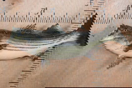 *Real Skin* STRIPED BASS Fish Mount