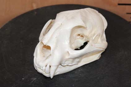 MOUNTAIN LION or COUGAR Skull with a Wired Jaw