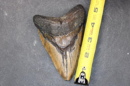 XL MEGALODON Shark Tooth Fossil