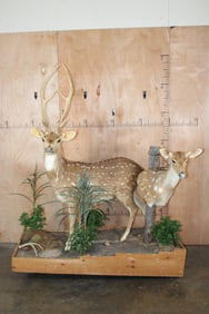 Life-sized AXIS DEER Buck with an AXIS DEER Doe Pedestal Mount Mounted on a Decorative Base