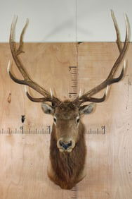 XL 12-Point ELK Shoulder Mount