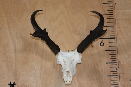 Big PRONGHORN Skull with All its Teeth with the Nasal Turbinated Intact