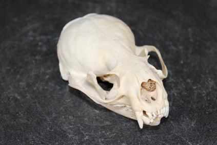 North American RIVER OTTER Skull with All its Teeth