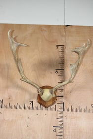 XL Heavy FALLOW DEER Antler Rack Mounted on a Wood Plaque