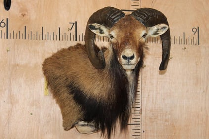 MOUFLON SHEEP Wall Pedestal