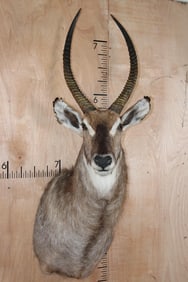 WATERBUCK Shoulder Mount