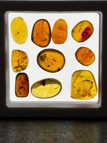 (10) Pieces of Fossilized AMBER with Multiple Insect Inclusions (ONE$)