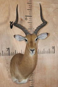 IMPALA Shoulder Mount