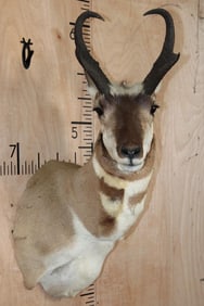 PRONGHORN Shoulder Mount