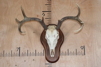 7-Point WHITETAIL DEER Skull on a Wood Plaque