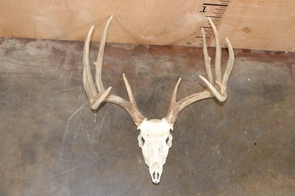 Big Typical 11-Point WHITETAIL DEER Skull