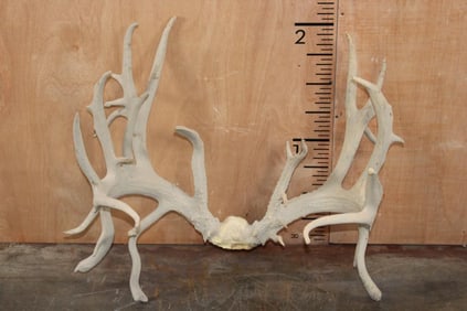 XXL Reproduction WHITETAIL DEER Antler Rack on a Reproduction Skull Cap