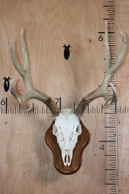 10-Point MULE DEER Skull on a Wood Wall Pedestal