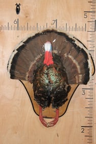 Half-body TURKEY Mounted on a Wooden Plaque