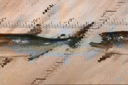 Big *Real Skin* KING SALMON Fish Mount